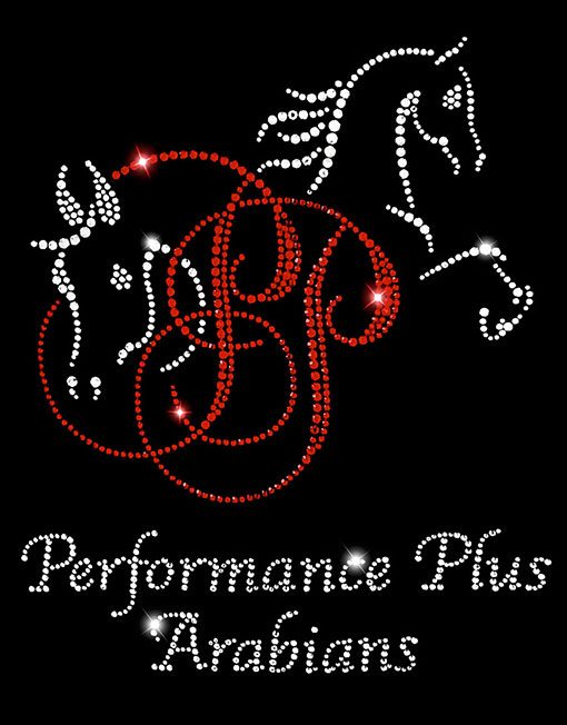 PERFORMANCE PLUS ARABIANS - Image 2